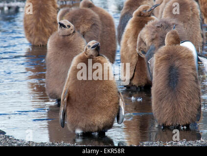 Junge unreife Königspinguine stehen in glazialen streamen Gold Harbour Süd-Georgien Stockfoto