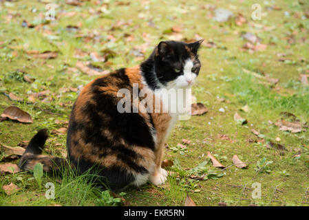 Die Katze im Garten Stockfoto