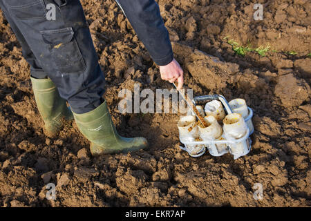 Forscher Bodentest durchführen, indem man manuelle Erde Kernproben aus Feld mit Metall corer Stockfoto