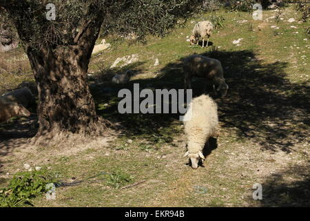 Weidende Schafe in Olivenhain, Orient Mallorca Stockfoto