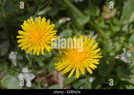 Nahaufnahme von leuchtend gelben Löwenzahn Blüten wachsen neben grünen Rasen, weiße Blumen und anderen Pflanzen im Frühling Stockfoto