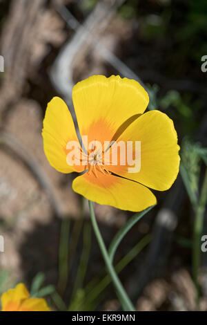 Kalifornische Mohn (Eschscholzia Californica SS Mexicana) Tucson, Arizona Stockfoto