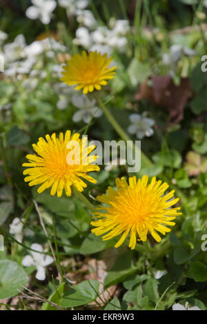 Nahaufnahme von leuchtend gelben Löwenzahn Blüten wachsen neben grünen Rasen, weiße Blumen und anderen Pflanzen im Frühling Stockfoto