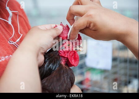 Hahn (Gallus Domesticus) immer bereit für eine Landesmesse; Alaska, Vereinigte Staaten von Amerika Stockfoto