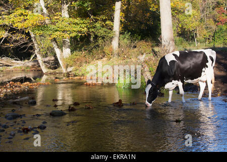 Holstein Kühe; Granby, Connecticut, Vereinigte Staaten von Amerika Stockfoto