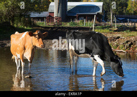 Guernsey Milchkühe (braun und weiß) und Holstein Kuh (Schwarzweiß) überqueren dulden; Granby, Connecticut, USA Stockfoto