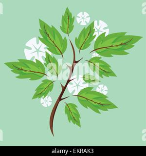 Vektor-Illustration von Frühjahr Zweige mit grünen Blättern und weißen Blüten Stock Vektor