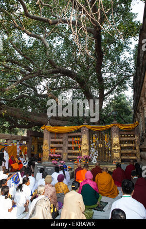 Pilger beten vor dem Bhodi Baum an der Mahabodhi-Tempel-Komplex in Bodhgaya Stockfoto