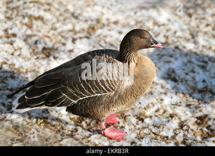 Graue Gans stehend im Schnee wird nah oben fotografiert. Stockfoto