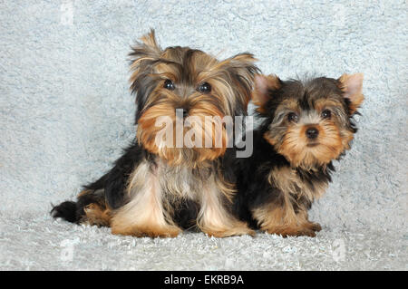 zwei Welpen Yorkshireterrier Stockfoto