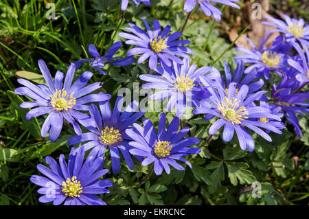 Blaue Wildblumen blühen bei Frühlingssonne Stockfoto