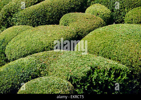 Überhängenden Gärten von Marqueyssac, Vezac, Dordogne, Perigord, Aquitanien, Frankreich Europa Stockfoto