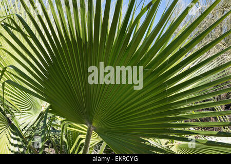 Palmwedel Stockfoto