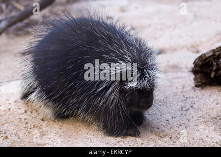 Das Stachelschwein Stockfoto