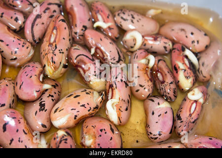 Scarlet runner bean Seeds chitting auf einem Tablett in Wasser nur über bereit zu säen. Stockfoto