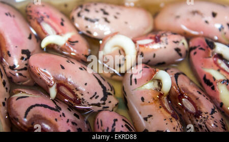 Scarlet runner bean Seeds chitting auf einem Tablett in Wasser nur über bereit zu säen. Stockfoto