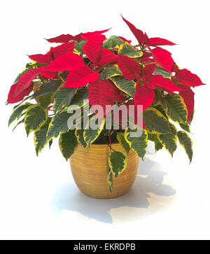 zimmerpflanzen vor schädlingen schützen Florfliegen Karten gegen Blattläuse, Thripse & Wollläuse main image 1