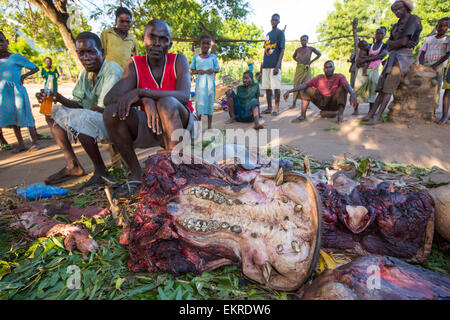 Malawier Schlachten ein Nilpferd in der Nähe von Chikwawa, Malawi. Stockfoto