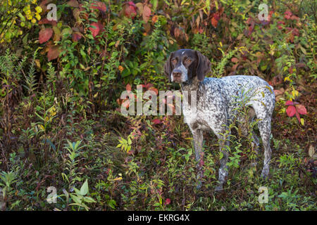 Weibliche deutscher Kurzhaar Vorstehhund im frühen Herbst Vegetation; Canterbury, Connecticut, Vereinigte Staaten von Amerika Stockfoto