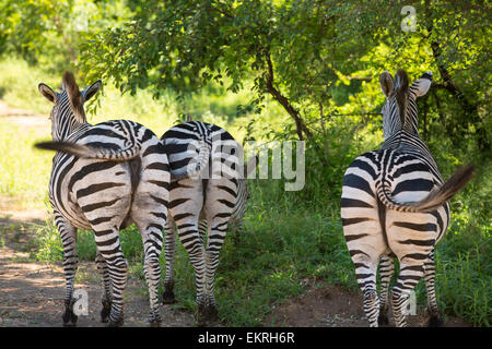 Grant-Zebras im Majete Wildlife reserve im Shire-Tal, Malawi, Afrika. Stockfoto