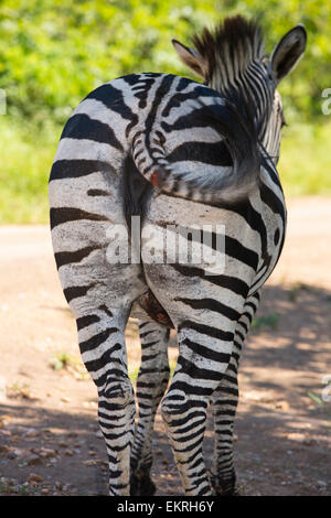 Grant-Zebras im Majete Wildlife reserve im Shire-Tal, Malawi, Afrika. Stockfoto