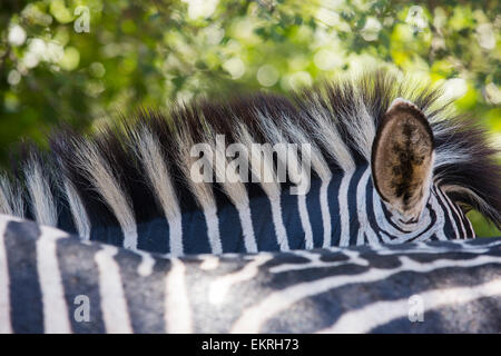 Grant-Zebras im Majete Wildlife reserve im Shire-Tal, Malawi, Afrika. Stockfoto