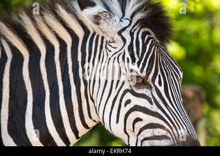 Grant-Zebras im Majete Wildlife reserve im Shire-Tal, Malawi, Afrika. Stockfoto