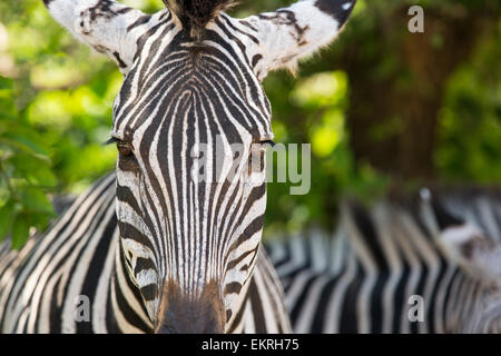 Grant-Zebras im Majete Wildlife reserve im Shire-Tal, Malawi, Afrika. Stockfoto