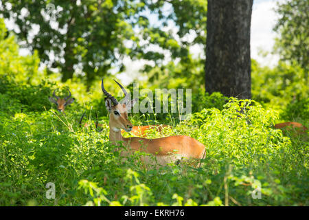 Antilope im Majete Wildlife Reserve in der Shire Valley, Malawi. Stockfoto