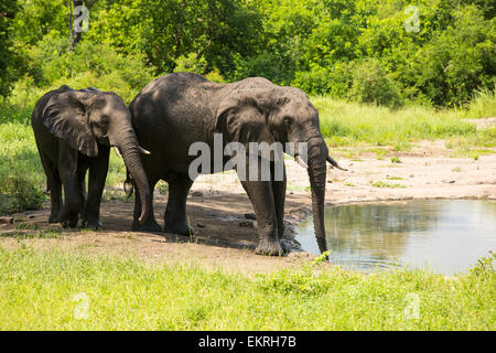 Afrikanische Elefanten im Majete Wildlife Reserve in der Shire Valley, Malawi. Stockfoto