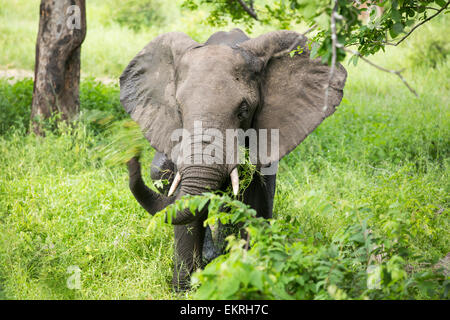 Afrikanische Elefanten im Majete Wildlife Reserve in der Shire Valley, Malawi. Stockfoto