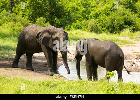 Afrikanische Elefanten im Majete Wildlife Reserve in der Shire Valley, Malawi. Stockfoto