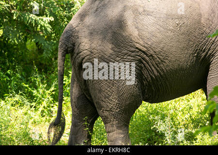 Afrikanische Elefanten im Majete Wildlife Reserve in der Shire Valley, Malawi. Stockfoto