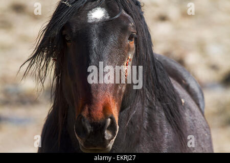Porträt eines wilden Pferdes. Kopf geschossen hautnah Stockfoto