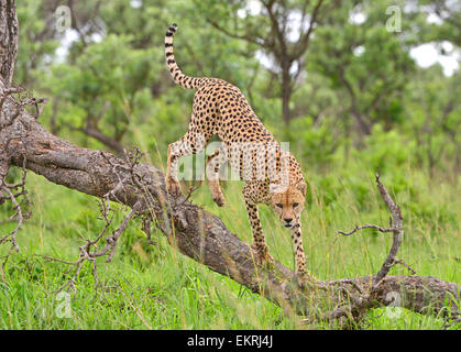 Gepard in Baum in den weltberühmten Krüger Nationalpark, Mpumalanga, Südafrika. Stockfoto
