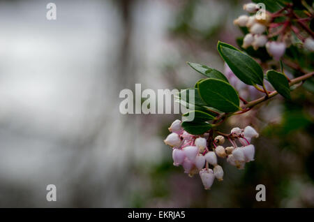 Manzanita rosa Blumen Stockfoto