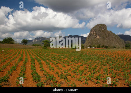 Landwirtschaftliche Flächen in Vinales, Kuba mit Pflanzen und Tabakplantagen Stockfoto