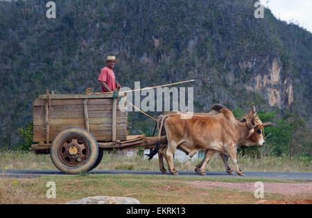 Ein Bauer mit zwei Ochsen und einen Karren in landwirtschaftliche Nutzflächen in Vinales, Kuba mit Pflanzen und Tabakplantagen Stockfoto