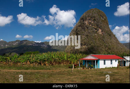 Landwirtschaftliche Flächen in Vinales, Kuba mit Pflanzen und Tabakplantagen Stockfoto