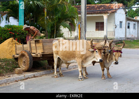 Arbeiter entladen Sand vom Wagen, gezogen von Ochsen in Vinales, Kuba Stockfoto