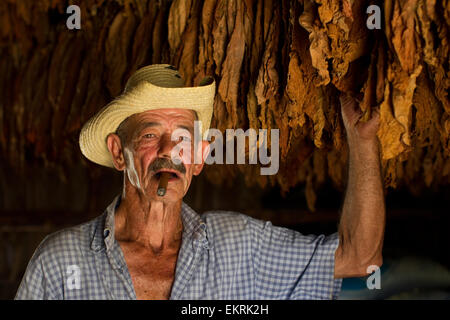 Ein Tabak-Bauer in seiner Scheune in Vinales, Kuba Stockfoto