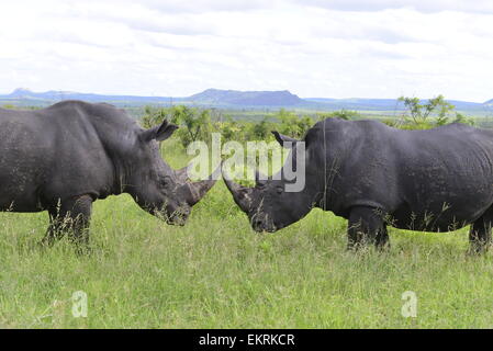 Zwei White Rhino Stiere, Rhinocerotidae), kämpfen in den weltberühmten Krüger Nationalpark, Mpumalanga, Südafrika. Stockfoto