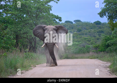 Afrikanischer Elefant oben werfen Staub in den Schmutz der Straße, in den weltberühmten Krüger Nationalpark, Mpumalanga, Südafrika. Stockfoto