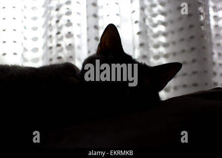 Hauskatze in der Heimat - Silhouette des Katzenohren mit schiere Vorhang hinter Stockfoto