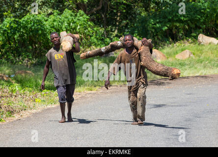 Malawi ist eines der ärmsten Länder der Welt, es wurde stark abgeholzt. Die Abholzung wurde um Land für eine wachsende Bevölkerung Zugang zum Lebensunterhalt anzubauen und zu landen haben klar Kohle, die die wichtigsten Kochbrennstoff in Malawi ist. Hier tragen Männer Holz illegal Zomba Plateau abgemeldet. Stockfoto