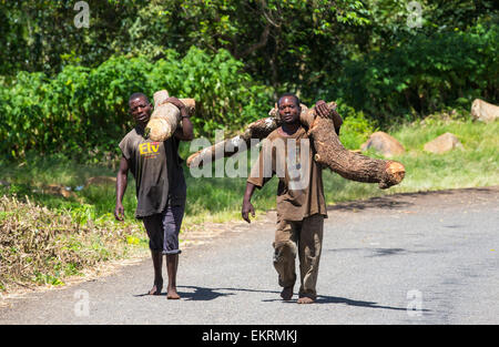 Malawi ist eines der ärmsten Länder der Welt, es wurde stark abgeholzt. Die Abholzung wurde um Land für eine wachsende Bevölkerung Zugang zum Lebensunterhalt anzubauen und zu landen haben klar Kohle, die die wichtigsten Kochbrennstoff in Malawi ist. Hier tragen Männer Holz illegal Zomba Plateau abgemeldet. Stockfoto