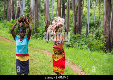 Malawi ist eines der ärmsten Länder der Welt, es wurde stark abgeholzt. Die Abholzung wurde klar landen fo Stockfoto