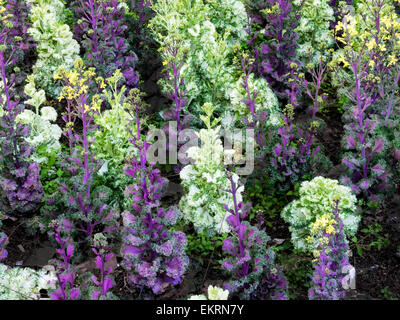 Zier Kohl Kohl in einem formalen Garten Stockfoto