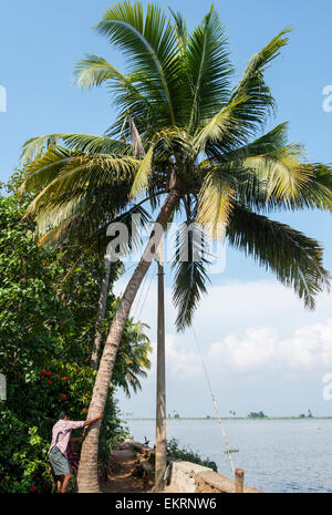 Ein Mann Klettern eine Kokospalme neben den Backwaters Kumarakom, Kerala Indien Stockfoto