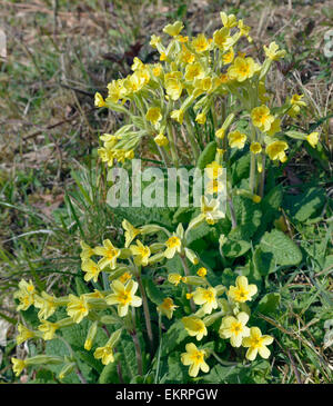 Falsche Schlüsselblume - Primula X polyantha Hybrid der Schlüsselblume & Primrose Stockfoto